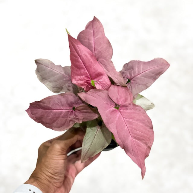 Syngonium pink Japan