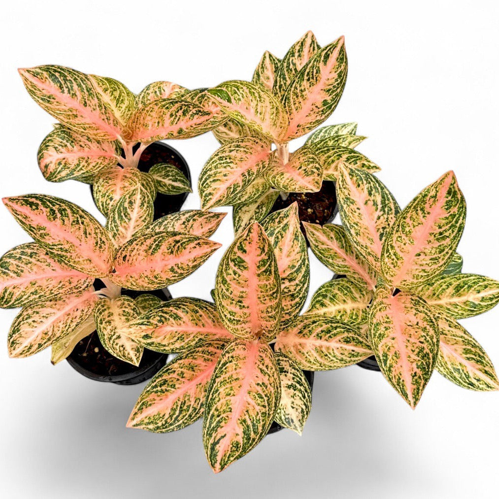 Aglaonema 'Orange Widuri'
