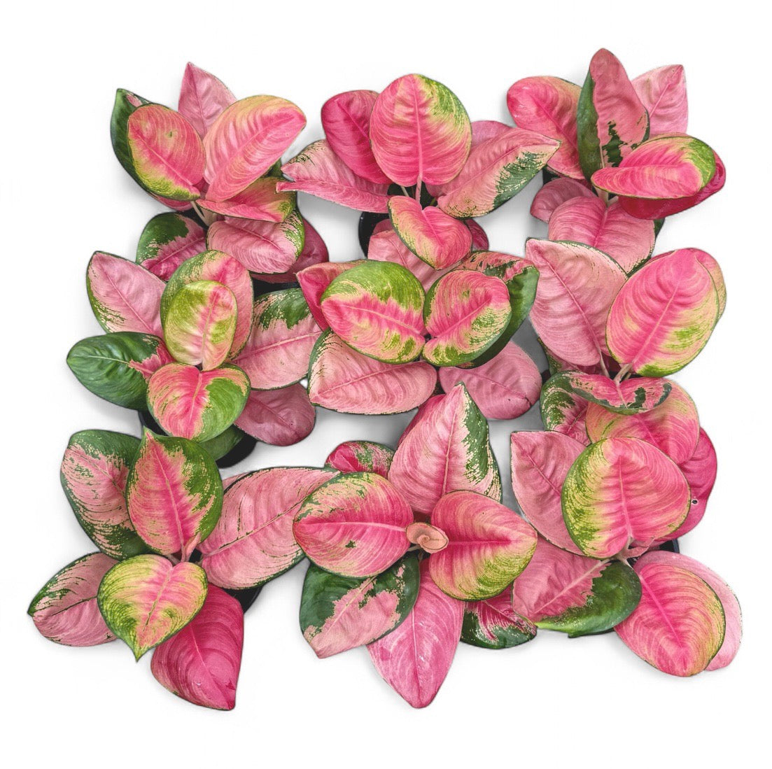 Aglaonema 'Pink Lotus'