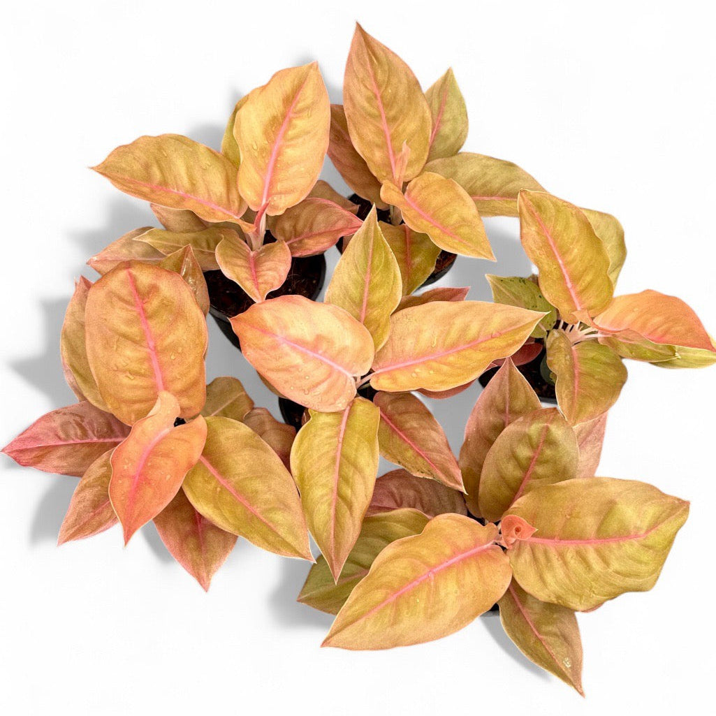 Aglaonema 'Pangkawatee'