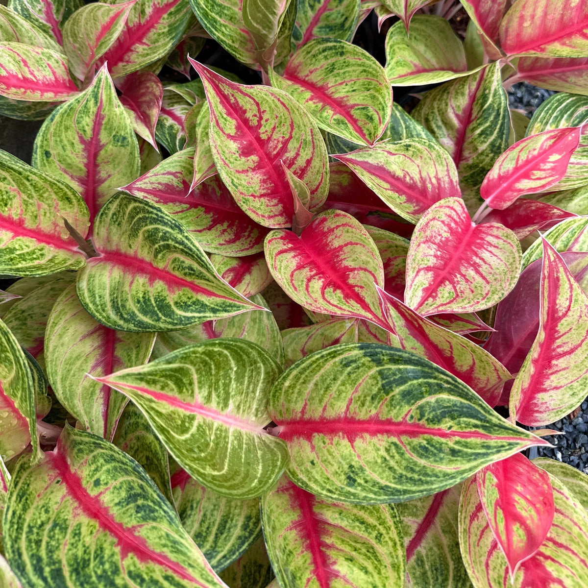 Aglaonema 'Siam Diamond'