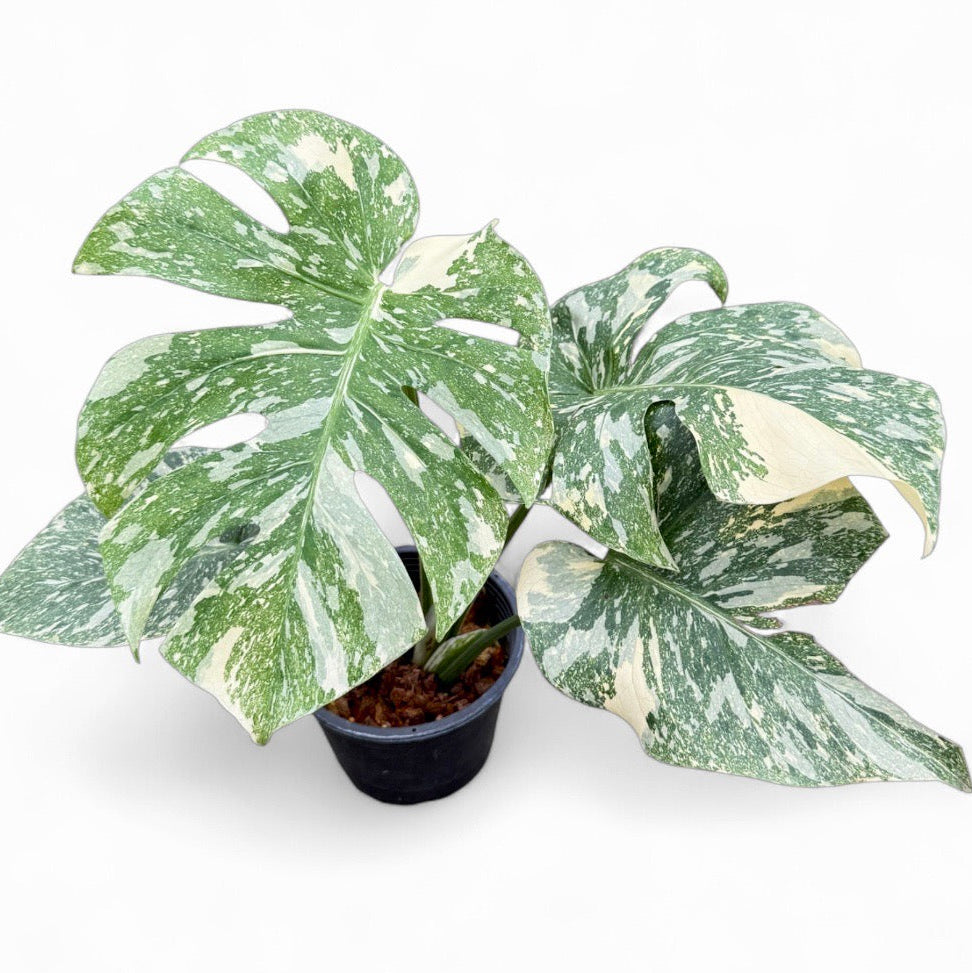 Monstera deliciosa 'White Snow' (3-4 leaves)