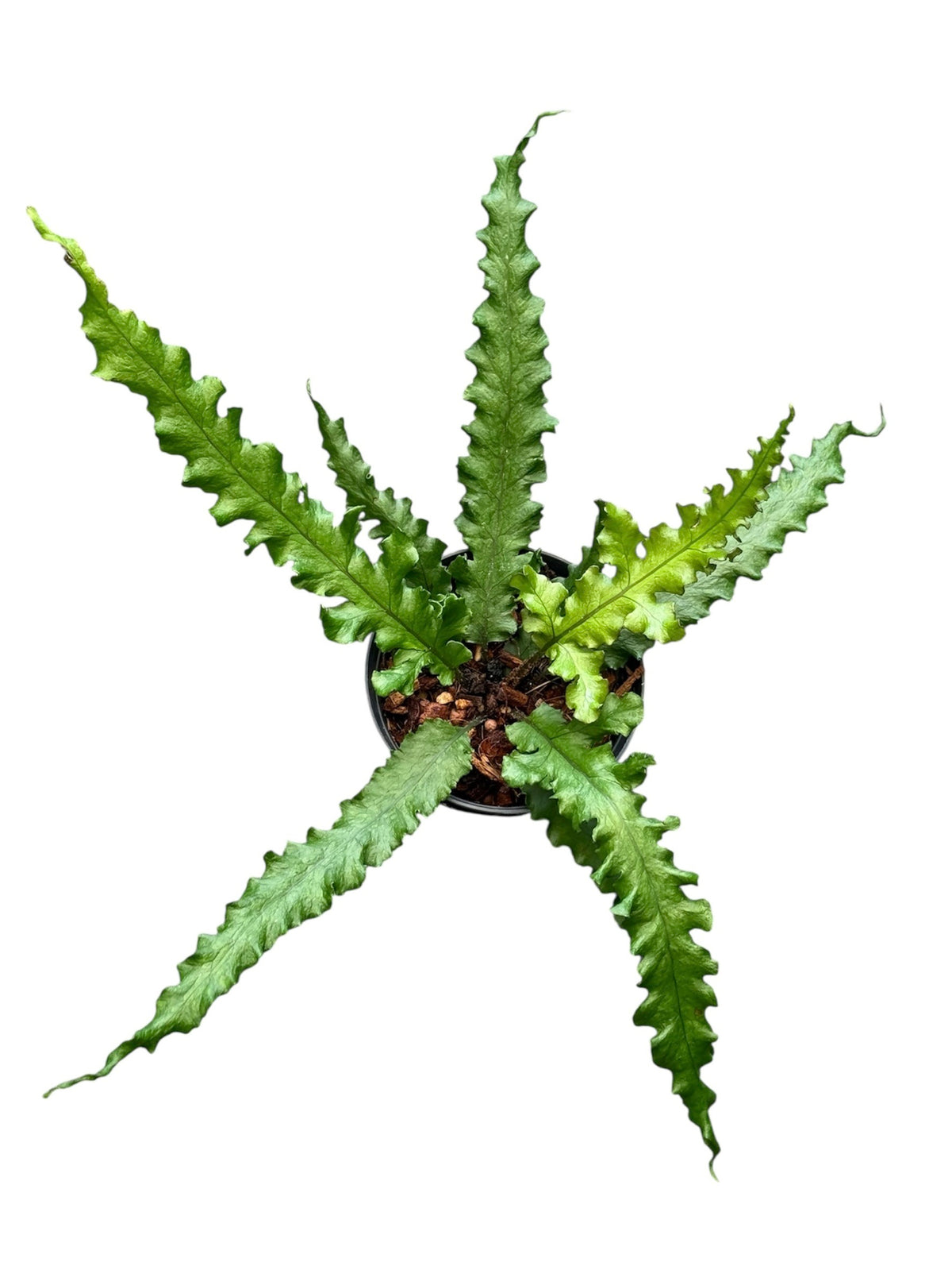 Tectaria mutation