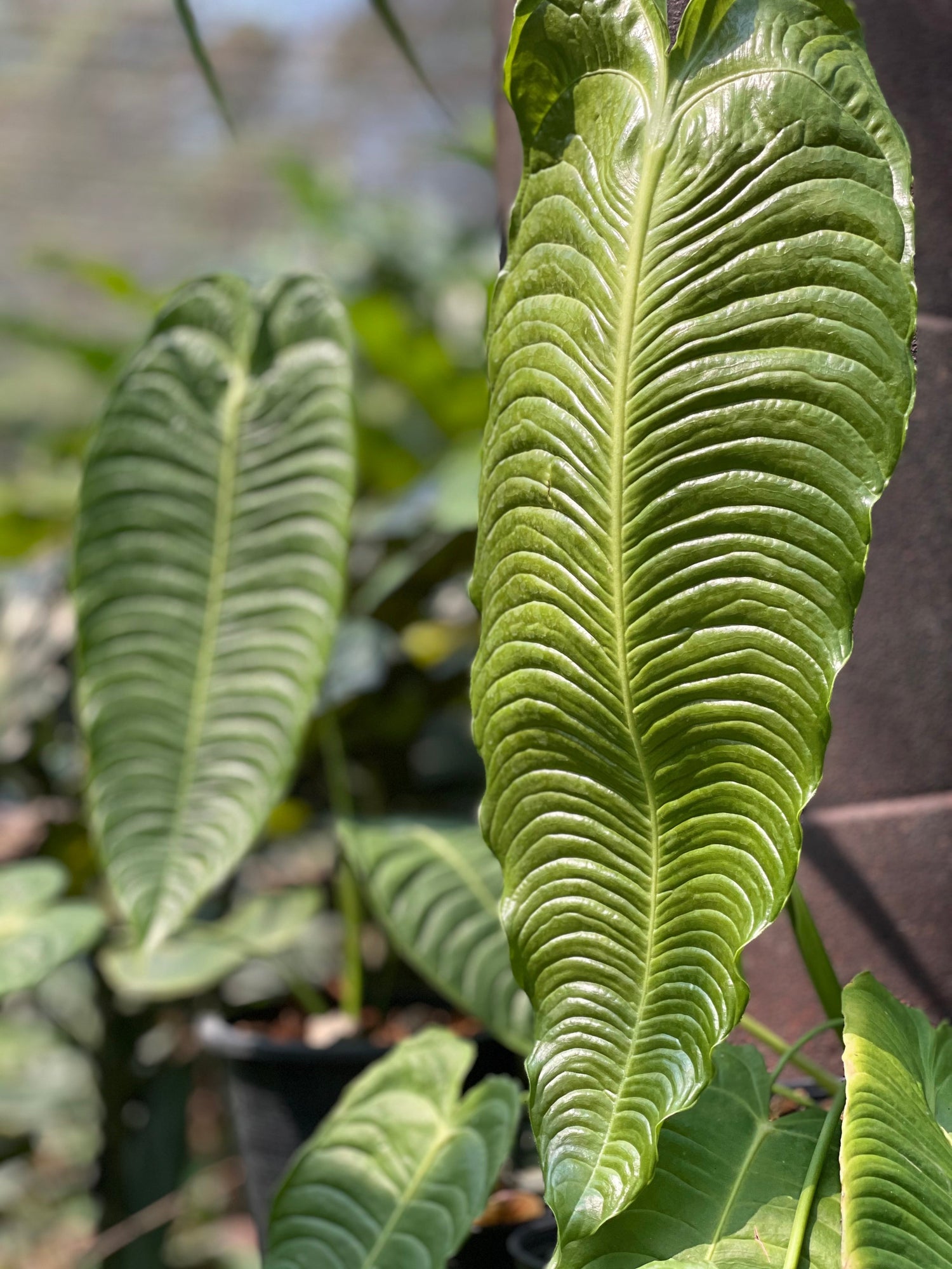 Anthurium