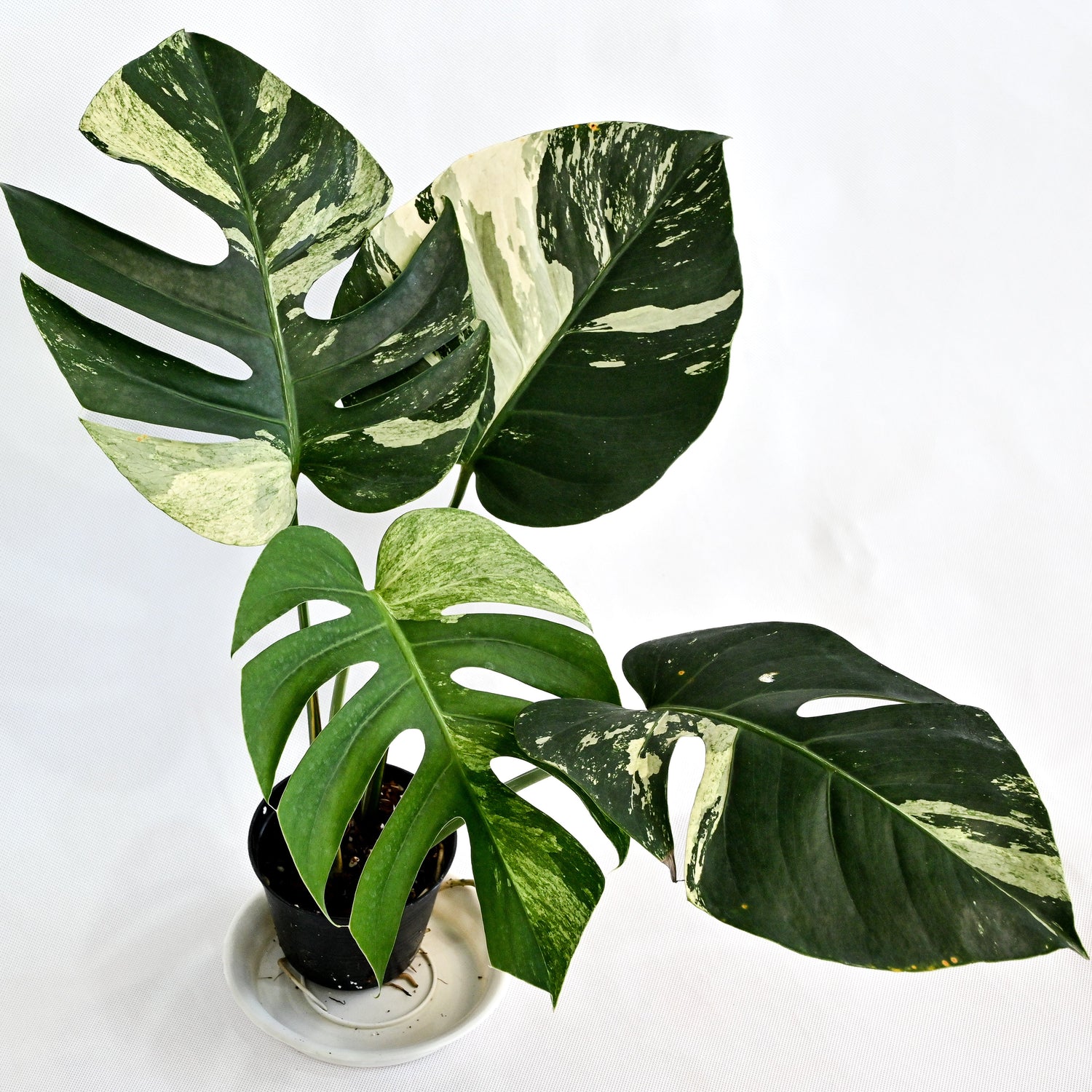 Monstera