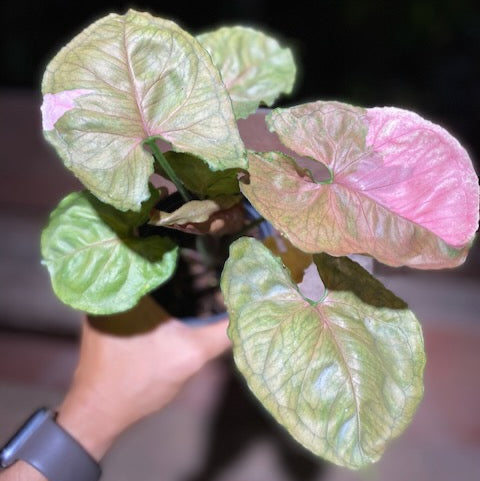 Syngonium strawberry ice