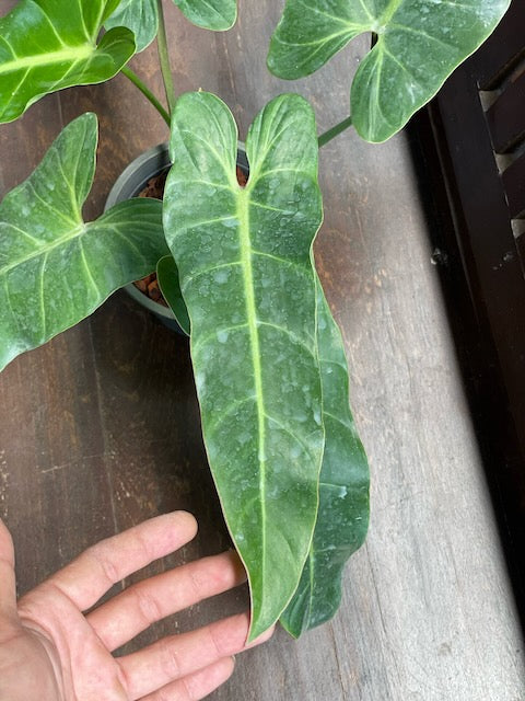 Philodendron bernardopazii flattened petiole