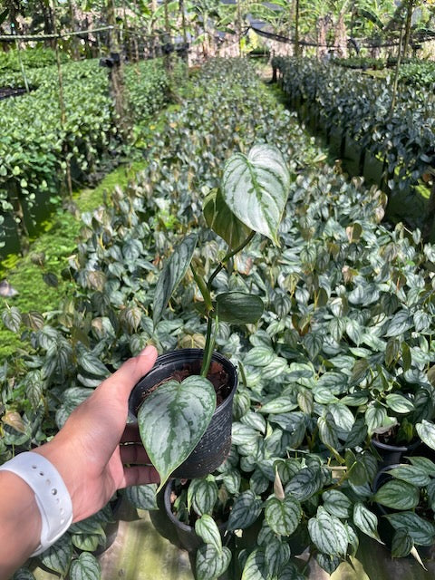 Philodendron brandtianum