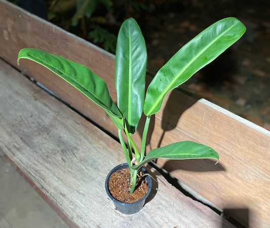 Philodendron glazavoii