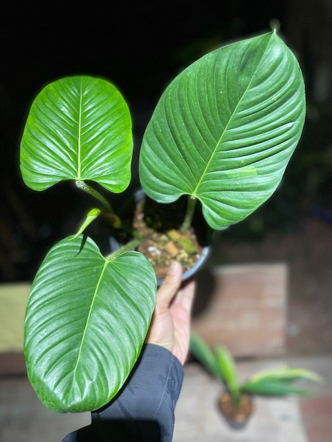 Philodendron genevievianum