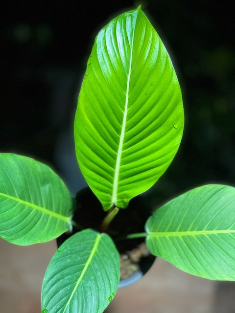 Philodendron geniculatum