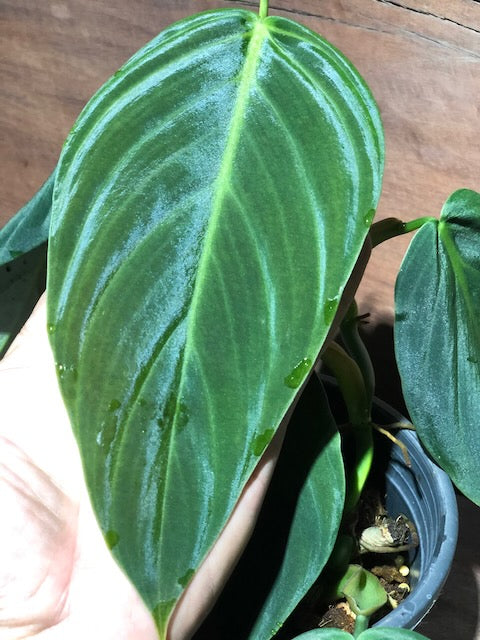 Philodendron gigas
