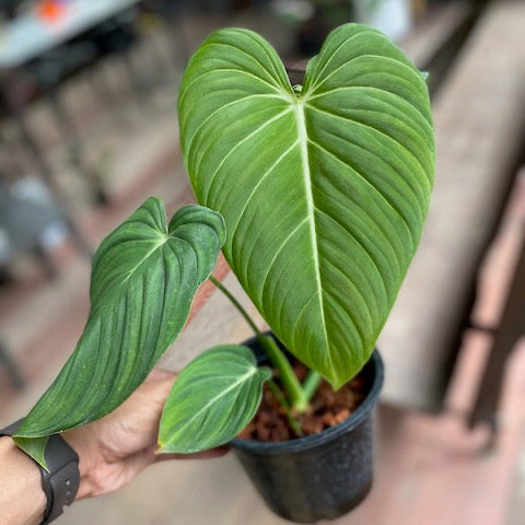 Philodendron glorious