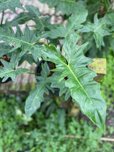 Philodendron minarum