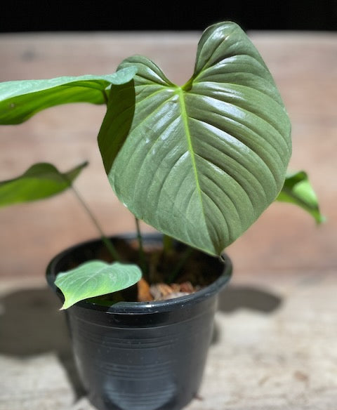 Philodendron grandipes silver