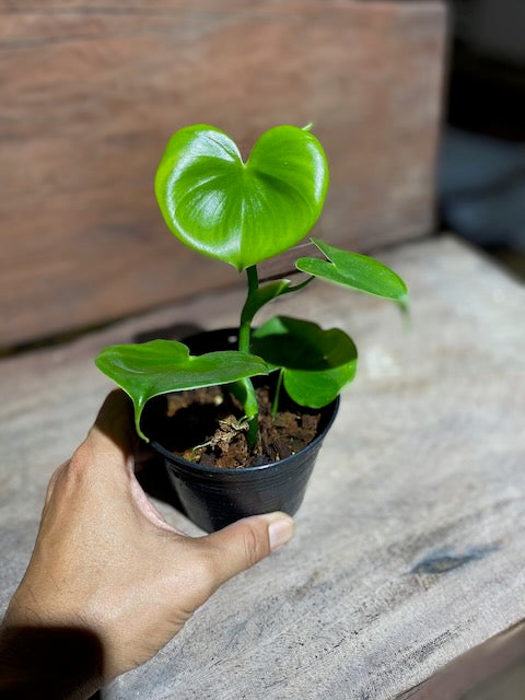 Philodendron grazielae