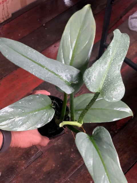 Philodendron hastatum