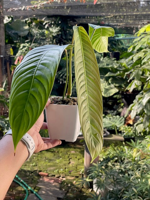 Philodendron heterocraspedon
