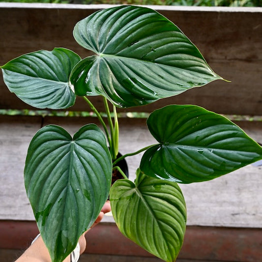 Philodendron peltatum