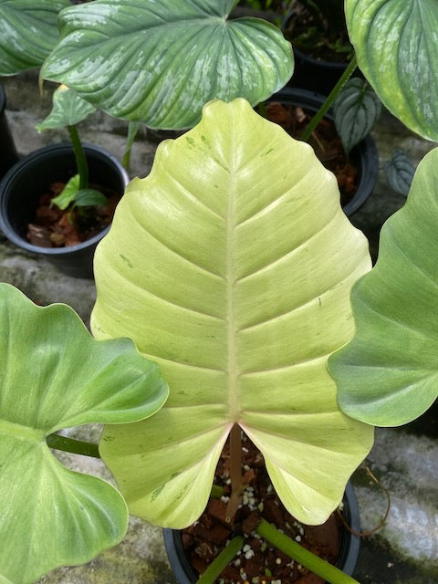 Philodendron snowdrift