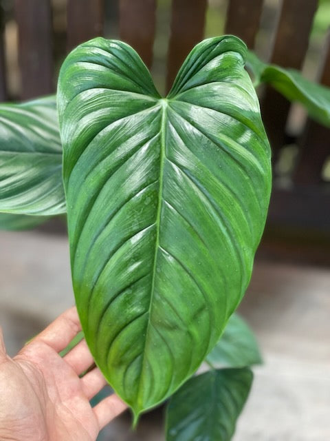 Philodendron sp. columbia