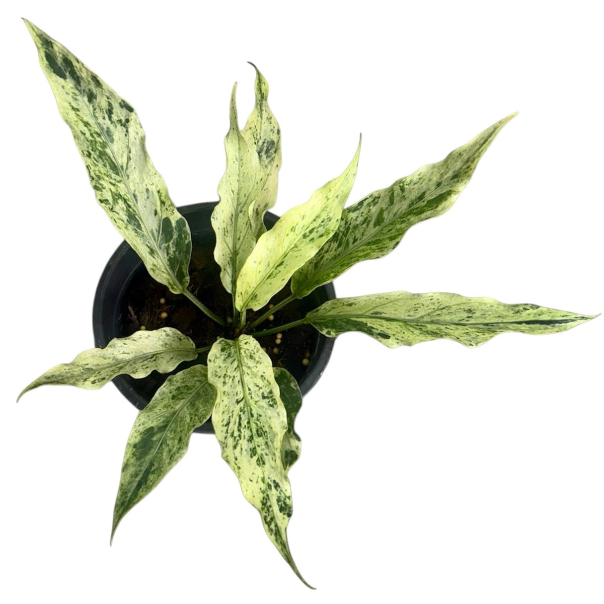 Anthurium plowmanii