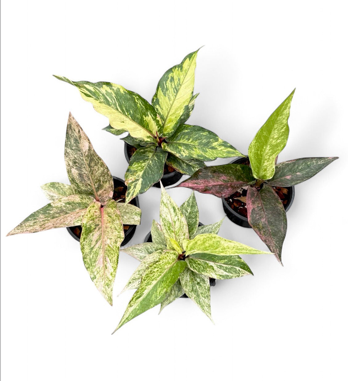 Anthurium renaissance variegated