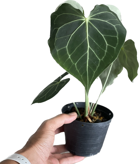 Anthurium clarinervium