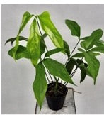 Anthurium clavigerum