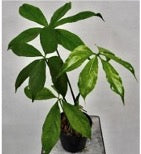 Anthurium digitatum
