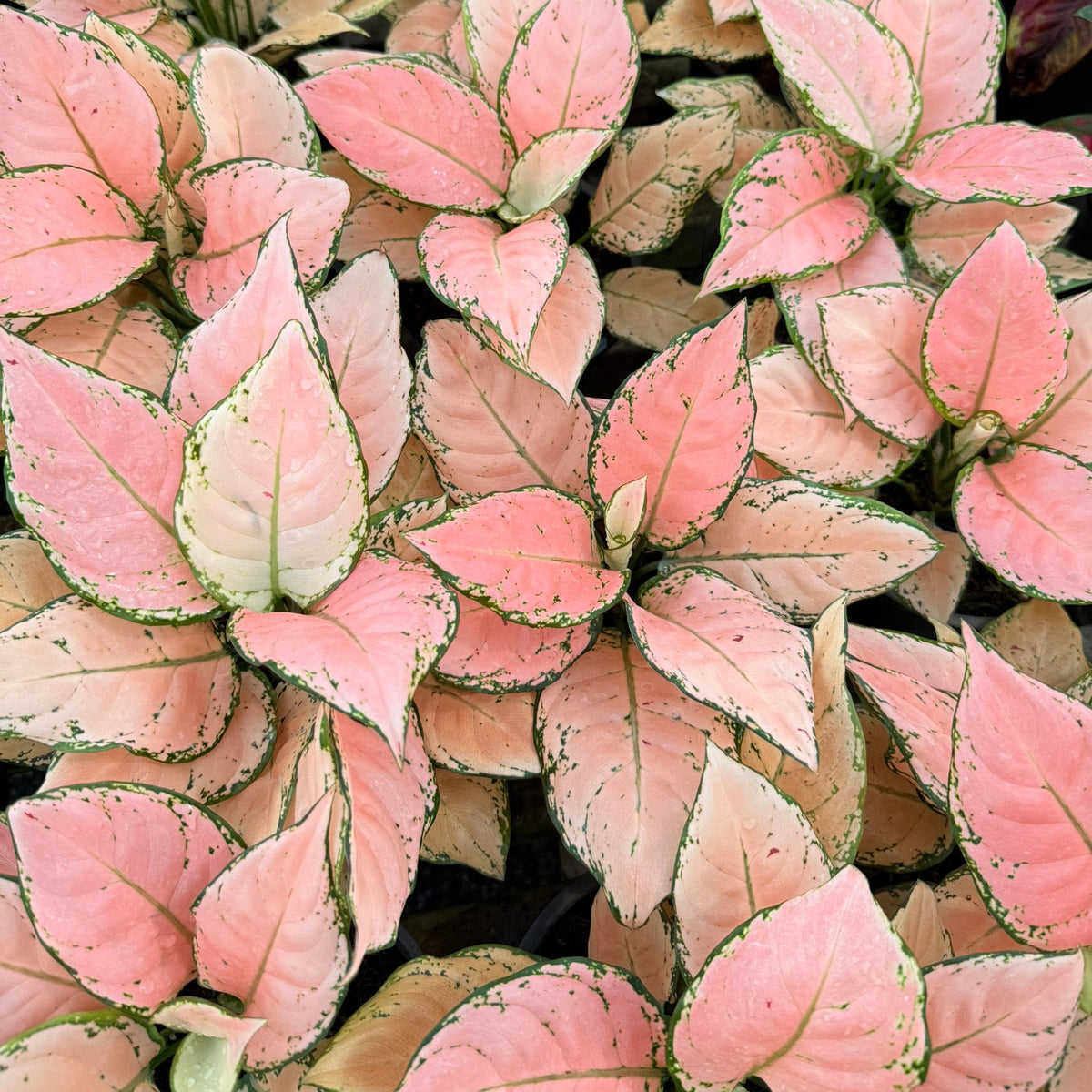 Aglaonema 'Pink Maroon'