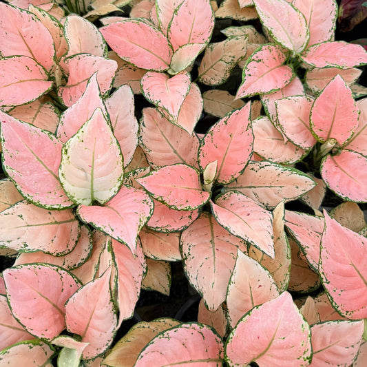Aglaonema 'Pink Maroon'