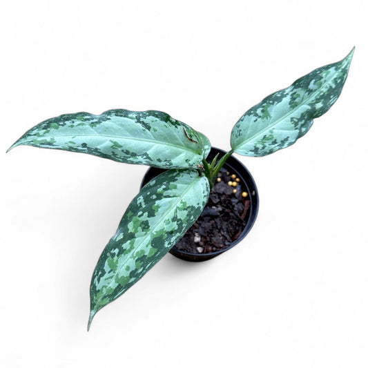 Aglaonema pictum tricolor narrow (PSG)
