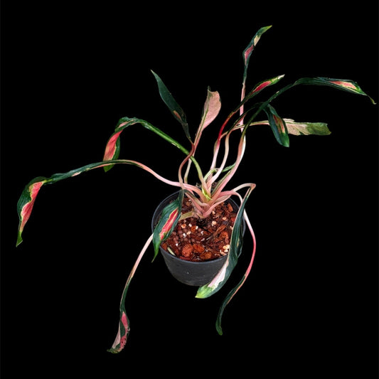 Aglaonema 'Medusa'