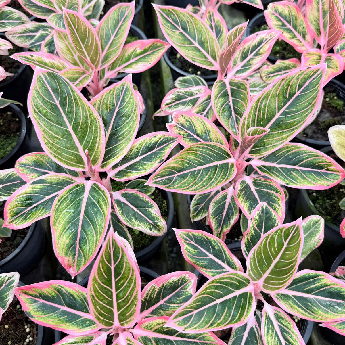 Aglaonema 'Lotus Delight'