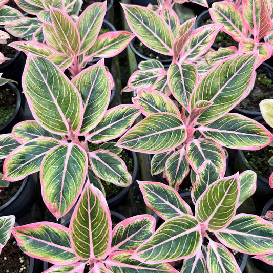 Aglaonema 'Lotus Delight'