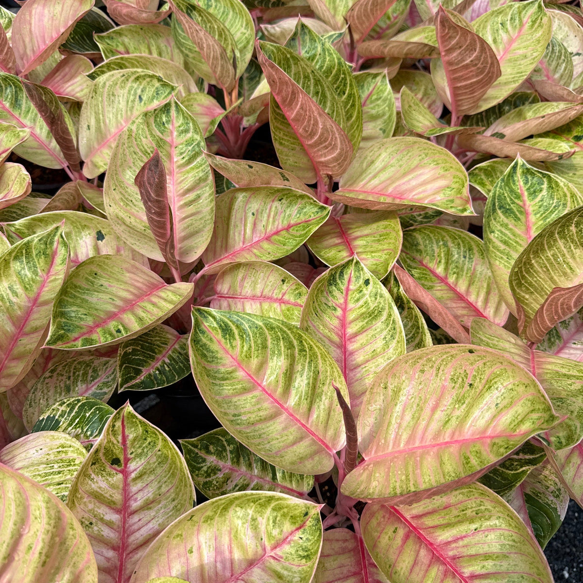 Aglaonema 'Pink Moonlight'