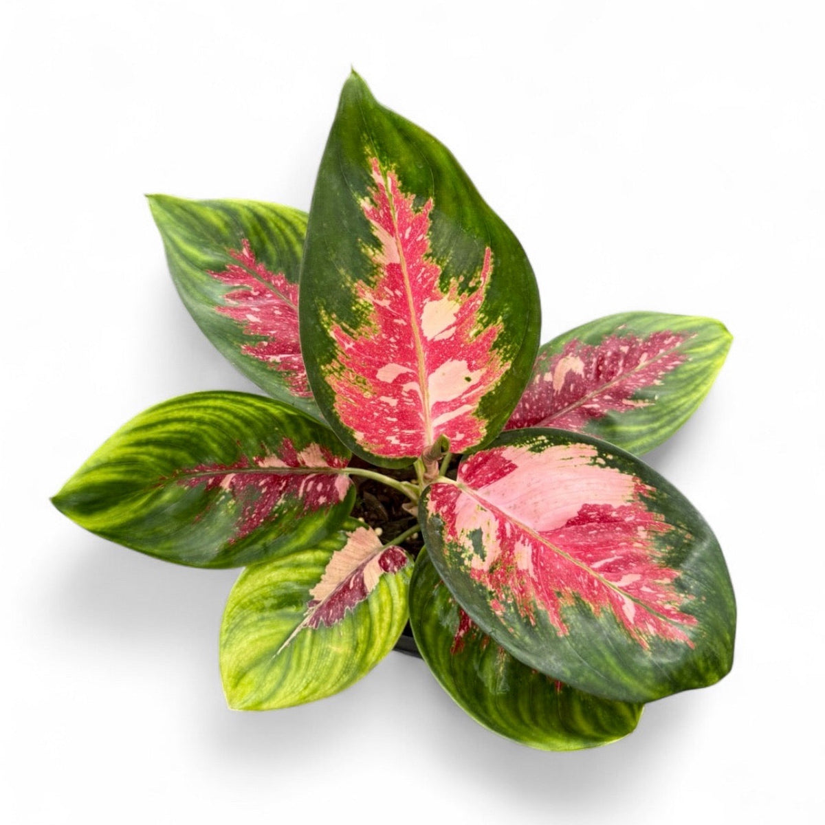 Aglaonema 'Rat Ruang Reuuang'