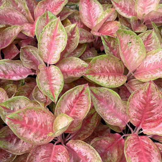Aglaonema 'Pink Sugar Bowl'