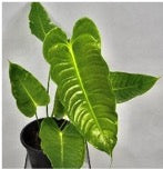 Anthurium veitchii narrow (S)