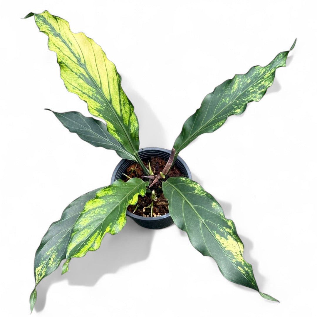 Anthurium plowmanii