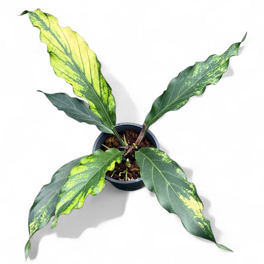 Anthurium plowmanii