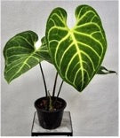 Anthurium regale (Columbia/Peru)