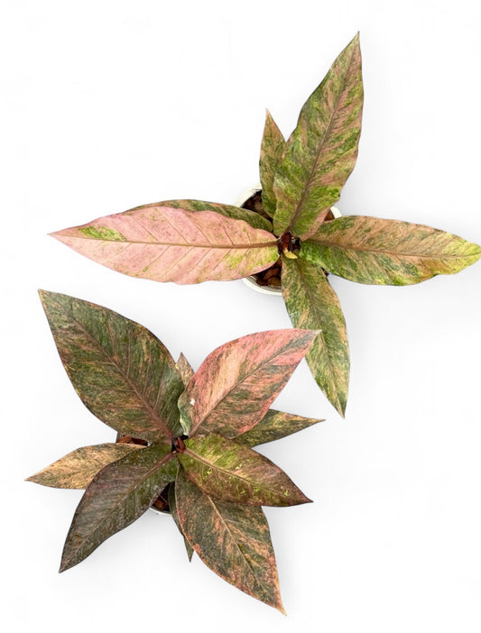 Anthurium renaissance variegated