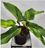 Anthurium sirih hybrids
