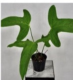 Anthurium sp. (A.subsignatum aff)