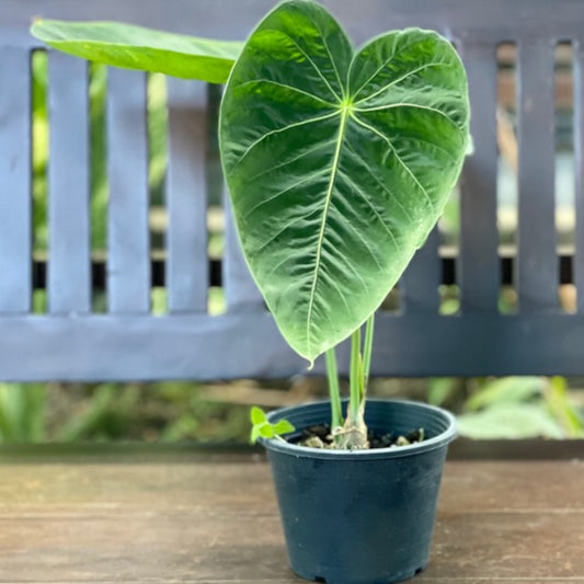 Anthurium sp. Columbia