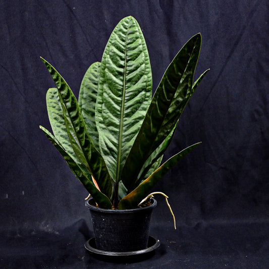 Anthurium superbum