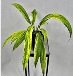 Anthurium vittarifolium variegated