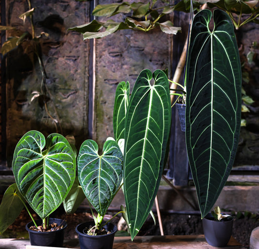 Anthurium warocqueanum dark & narrow (L)
